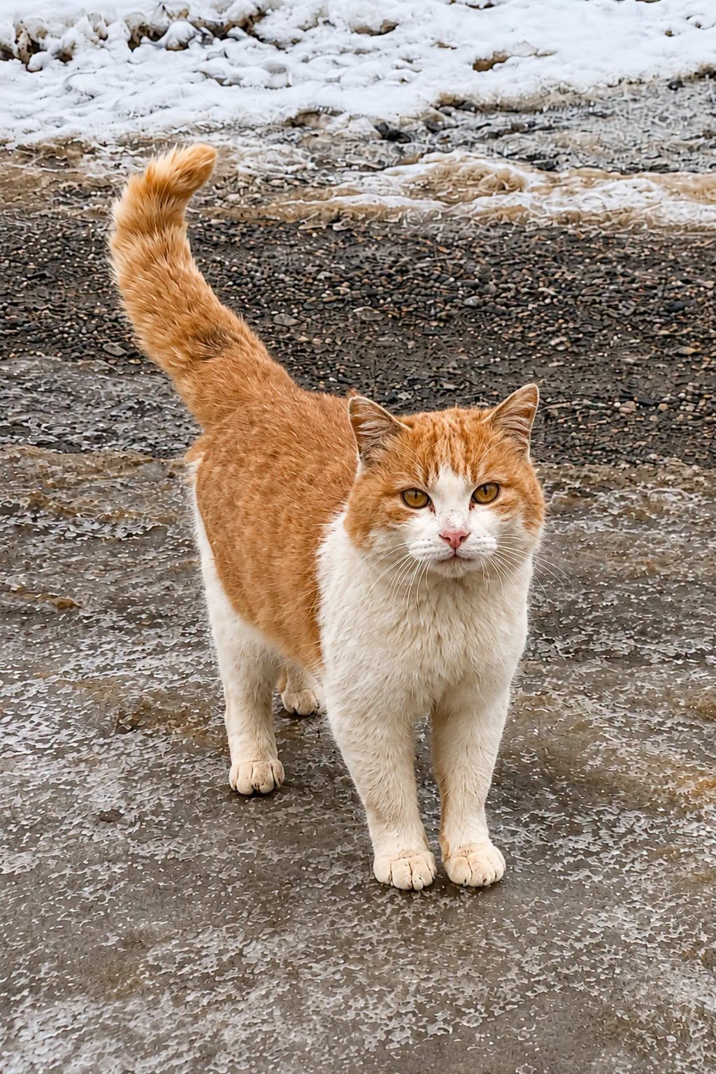 Schmotzer, rot-weißer Kater, steht auf einer winterlichen Straße